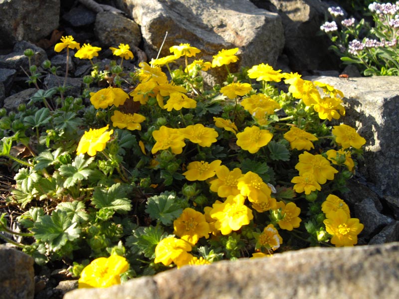Potentilla aurea photo